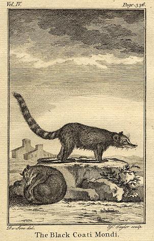 Black Coati Mondi (Coon Cat), 1774