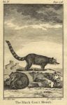 Black Coati Mondi (Coon Cat), 1774