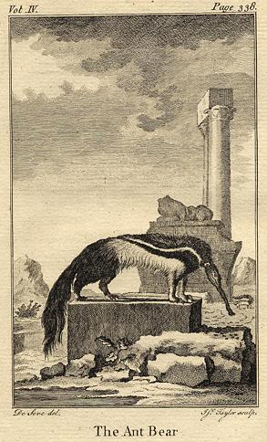 Ant Bear (Aardvark), 1774