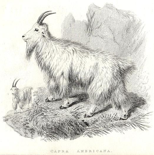 Rocky Mountain Goat, 1829