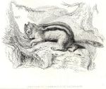 Say's Marmot, 1829