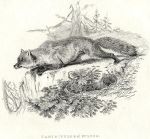 American Fox, 1829