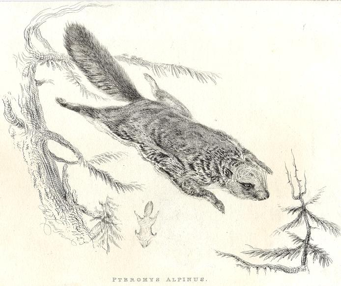 Rocky Mountain Flying Squirrel, 1829