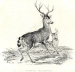 Black-Tailed Deer, 1829