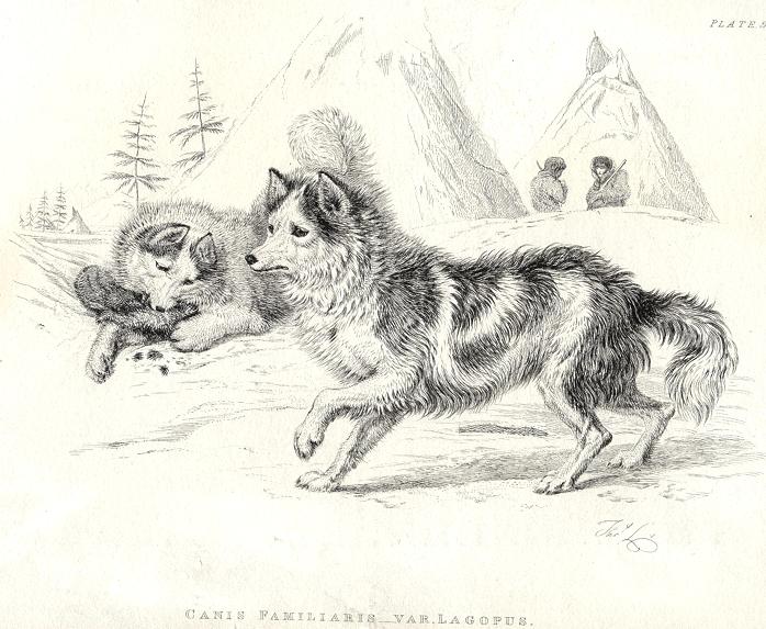 Hare Indian Dog, 1829