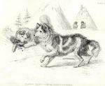 Hare Indian Dog, 1829