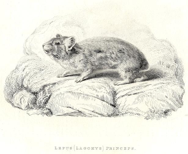 Little-Chief Hare, 1829