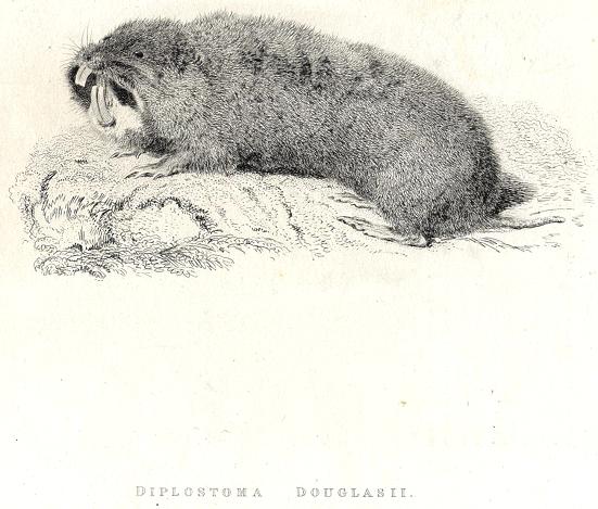 Camas Rat, 1829