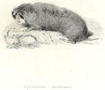 Camas Rat, 1829