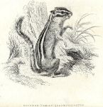 Colorado chipmunk, 1829