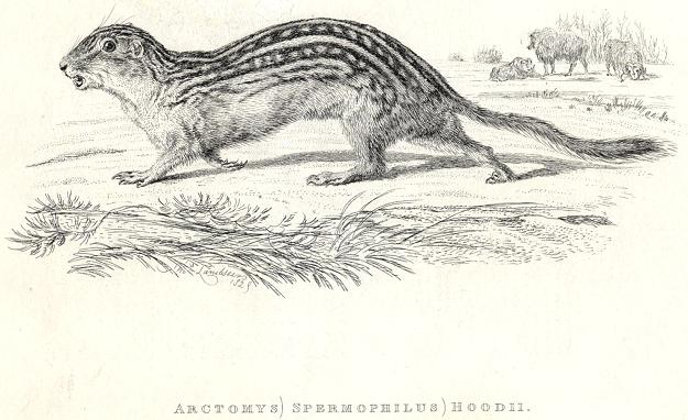 Leopard Marmot, 1829