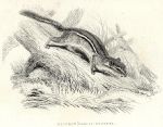 The Hackee (Chipmunk), 1829