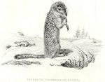 Parry's Marmot (Squirrel), 1829