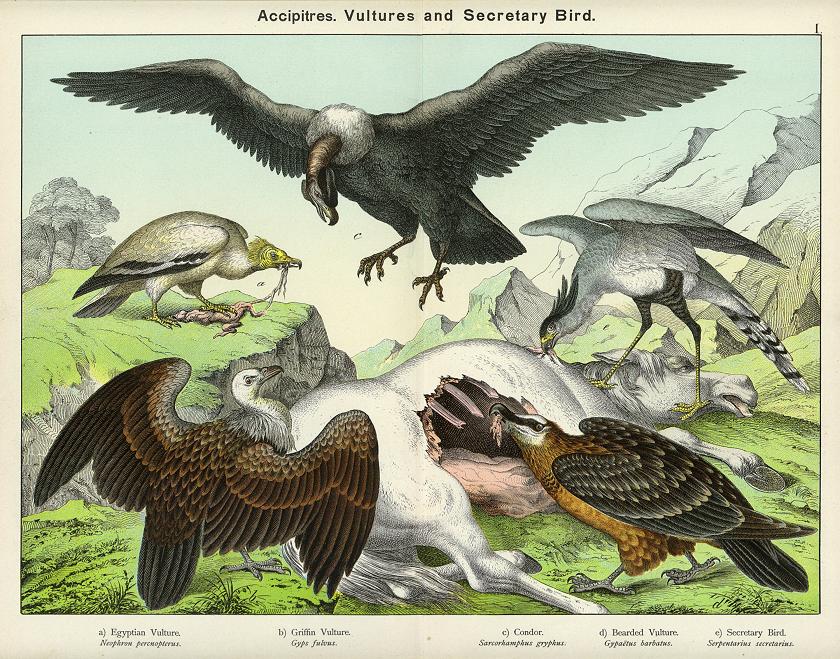 Vultures & Secretary Bird, about 1885