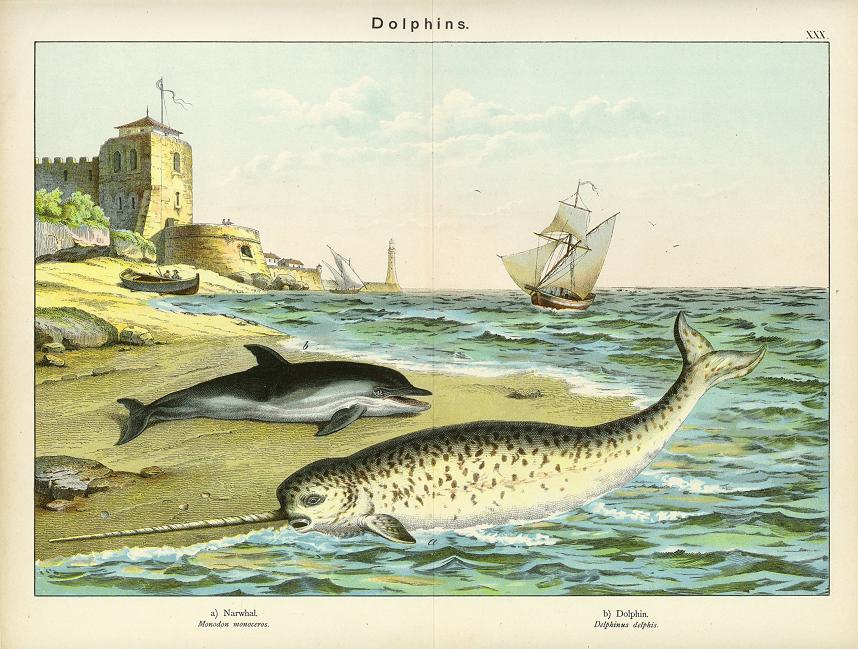 Dolphins, about 1885