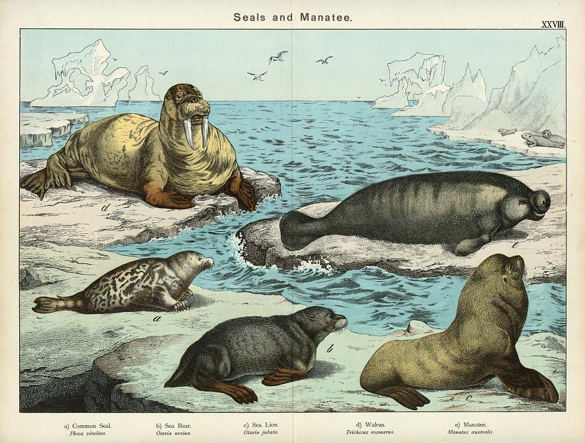 Seals & Manatee, about 1885