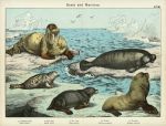 Seals & Manatee, about 1885