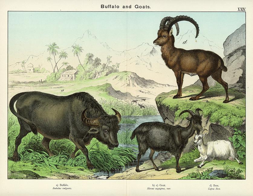 Buffalo & Goats, about 1885