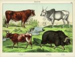 Cattle, about 1885