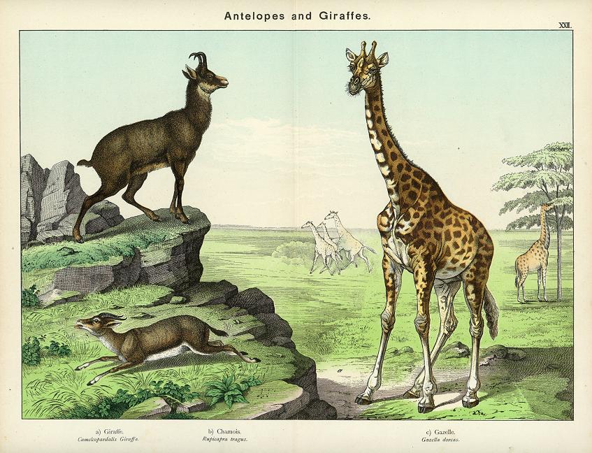 Antelopes & Giraffe, about 1885