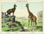 Antelopes & Giraffe, about 1885