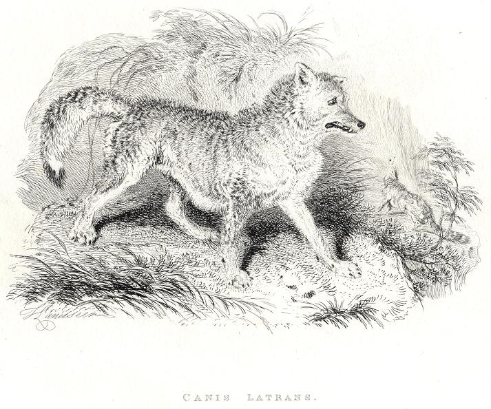 Prairie Wolf, 1829