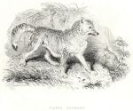 Prairie Wolf, 1829