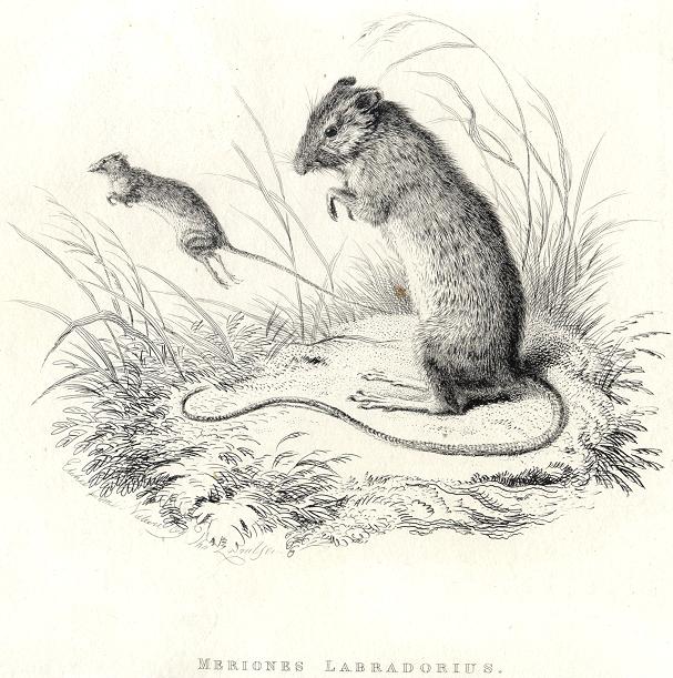 Labrador Jumping Mouse, 1829