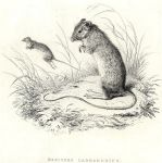 Labrador Jumping Mouse, 1829