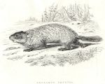 Quebec Marmot, 1829