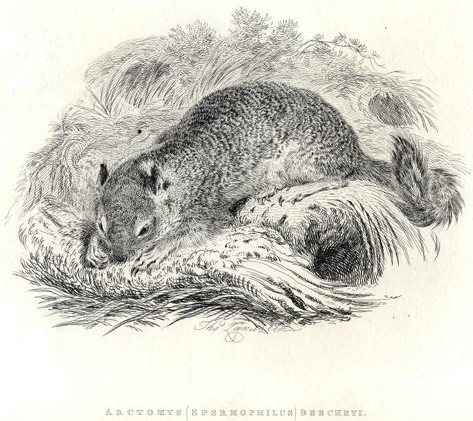 Beechey's Marmot, 1829