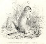 Tawney Marmot, 1829