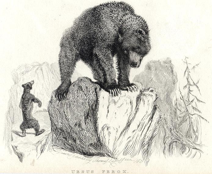 Grizzly Bear, 1829