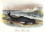 Shetland Whale Hunt, 1843