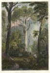 Brazilian Forest scene, 1866