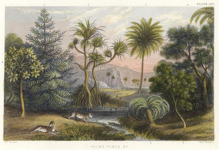 Palms & Pines, 1866