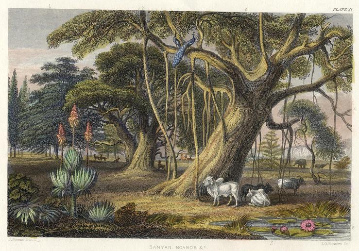 Banyan & Boabab, 1866