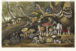 Fungi, Mushrooms, 1866