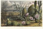 Cacti, 1866