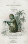 Young Rhesus Monkey, 1833