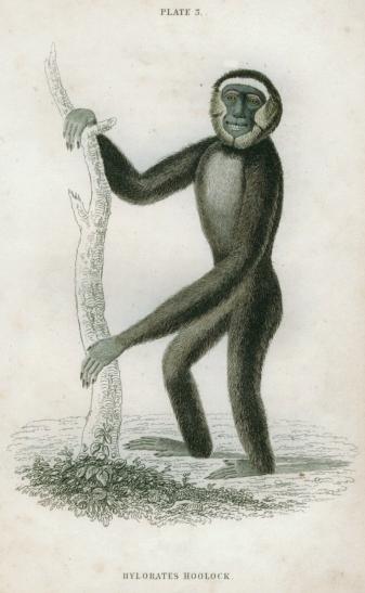 Hylobates Hoolock (Hoolock Gibbon), 1833