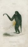 Hylobates Syndactyla (Siamang), 1833