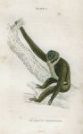 Hylobates Agilis (gibbon), 1833