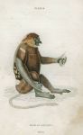 Nasalis Larvatus (proboscis monkey), 1833