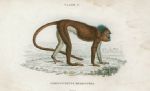 Semnopithecus Melalophas (Simpai), 1833