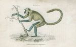 Semnopithecus Entellus (Hanuman Langur), 1833