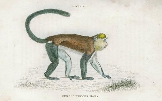 Cercopithecus Mona (Mona monkey), 1833