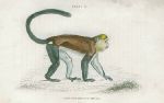 Cercopithecus Mona (Mona monkey), 1833