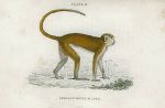 Cercopithecus Ruber (Red monkey), 1833