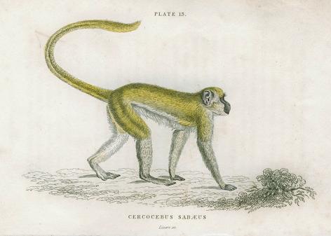 Cercocebus Sabaeus (Green monkey), 1833